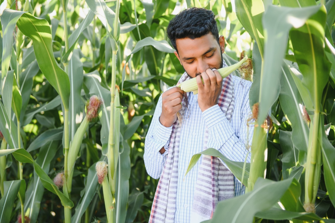 Indian agronomist or banker at agriculture corn field