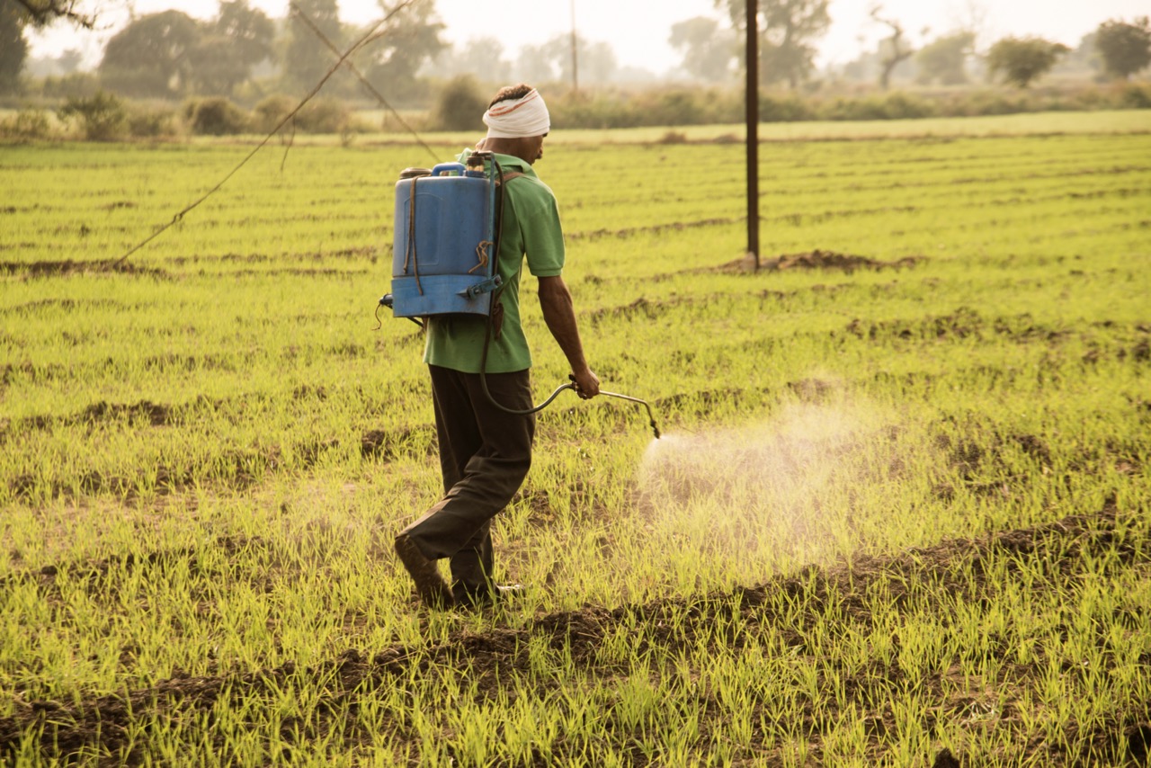 Indian farmer spraying pesticides in field. An Indian farming scene.